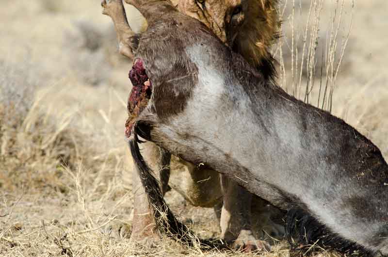 22 - Namibia - leones comiendo - parque nacional de Etosha